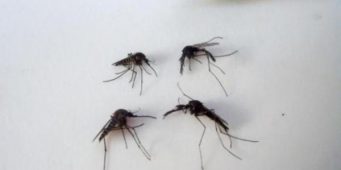 Тюремная администрация посчитала подозрительным письмо заключенного «о комарах»   