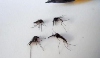Тюремная администрация посчитала подозрительным письмо заключенного «о комарах»   