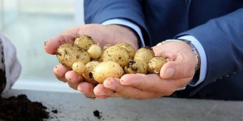 Для снижения цен на внутреннем рынке Турция импортирует картофель из охваченной гражданской войной Сирии   