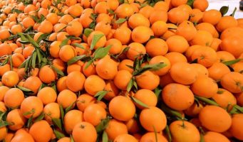 В России пресечен ввоз 550 тонн зараженных плодовой мухой мандаринов из Турции   