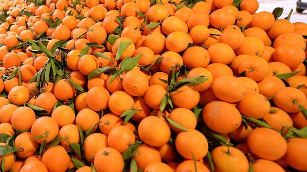 В России пресечен ввоз 550 тонн зараженных плодовой мухой мандаринов из Турции   