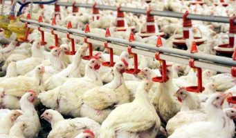 870 производителей мяса птицы закрылись в двух регионах Турции   