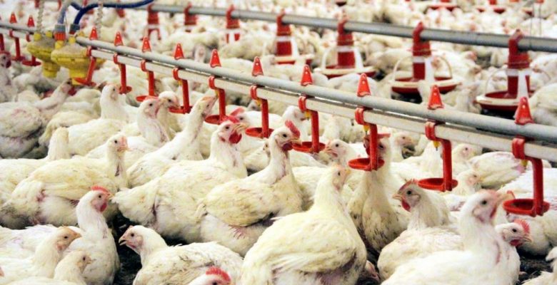 870 производителей мяса птицы закрылись в двух регионах Турции   