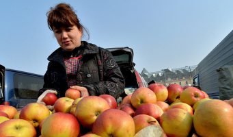 Турецкие яблоки не попали на калининградские прилавки  