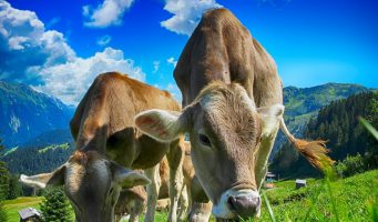 Массовый импорт крупного рогатого скота указывает на конец животноводства в Турции
