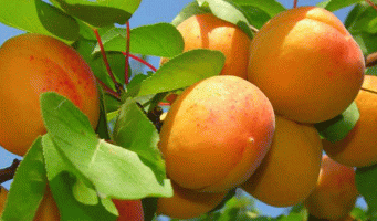 Россия вернет Турции 20 тонн зараженных абрикосов и клубники
