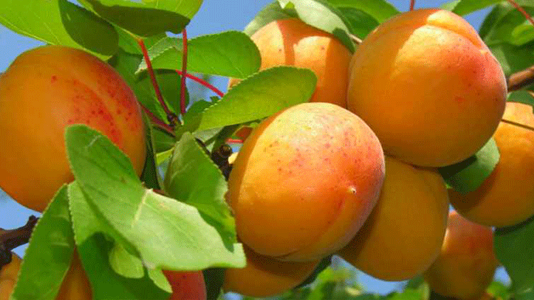 Россия вернет Турции 20 тонн зараженных абрикосов и клубники