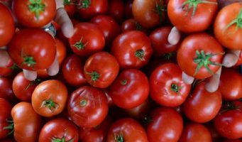 Турецкие помидоры, завезенные в Украину, оказались зараженными