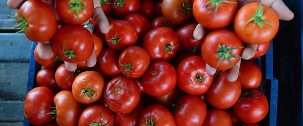 Турецкие помидоры, завезенные в Украину, оказались зараженными
