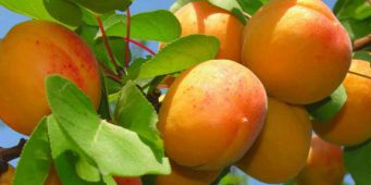 В России изъяты зараженные абрикосы из Турции  