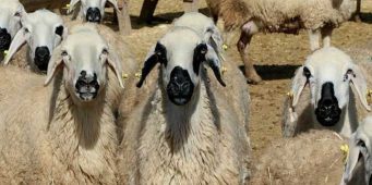 Овцы по госпрограмме оказались зараженными чумой