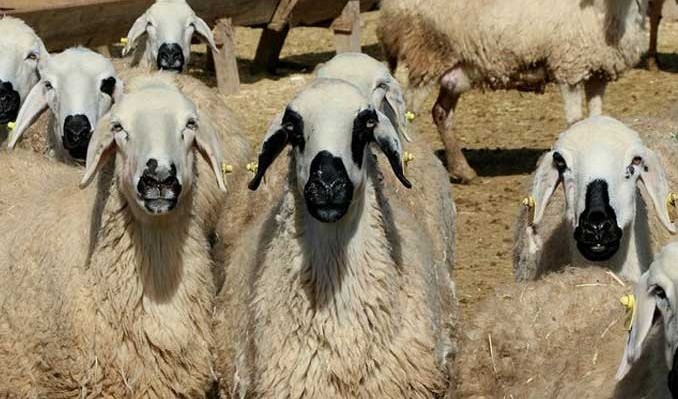 Овцы по госпрограмме оказались зараженными чумой