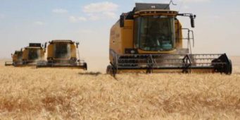 Турция закупит 250 тысяч тонн пшеницы