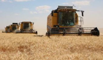 Турция закупит 250 тысяч тонн пшеницы