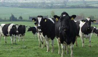 Государство обязало владельцев скота платить «налог на траву»