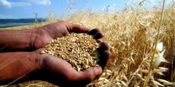 Производство пшеницы на душу населения в период ПСР снизилось на 22 процента